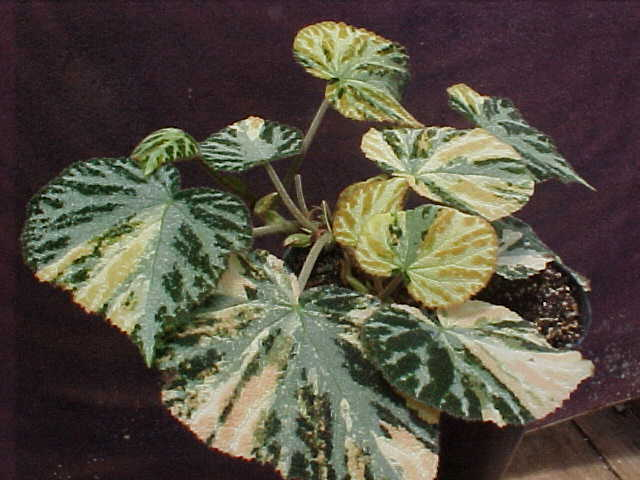 B. ‘Imperial Gold’